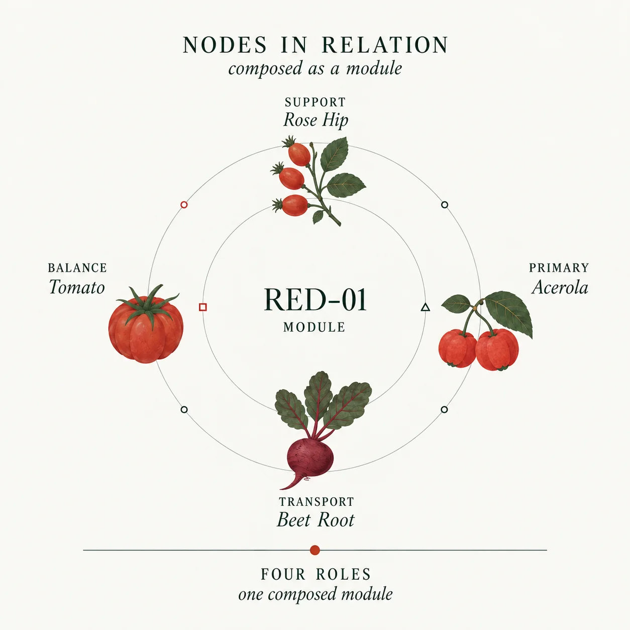 RED-01 module diagram, nodes in relation composed as a module: Acerola (Primary) at the center, with Rose Hip (Support), Tomato (Balance), and Beet Root (Transport) arranged around it — four roles, one composed module.